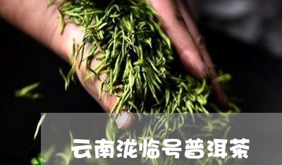 云南泷临号普洱茶/2023031799159