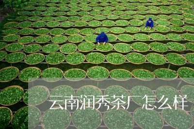 云南润秀茶厂怎么样/2023032298461