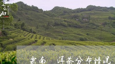 云南潽洱茶分布情况/2023032108584