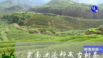 云南澜沧邦崴古树茶/2023032163927