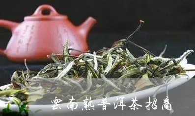 云南熟普洱茶招商/2023032979483