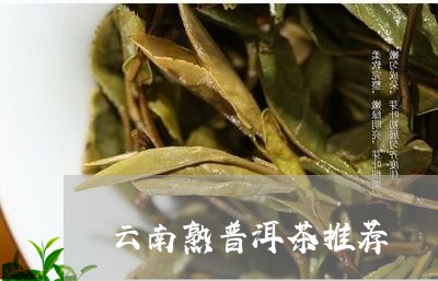 云南熟普洱茶推荐/2023040981724