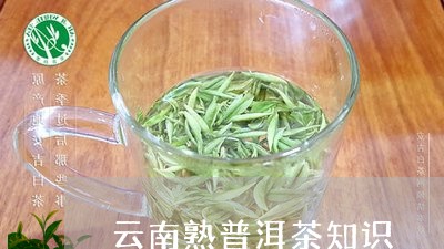 云南熟普洱茶知识/2023041098471