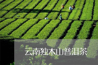 云南独木山普洱茶/2023041006271