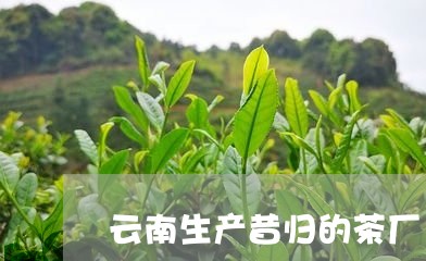 云南生产昔归的茶厂/2023041467279