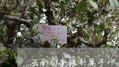 云南白毫银针属于什么品种/2023033147371