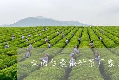 云南白毫银针茶厂家在哪里/2023040163947