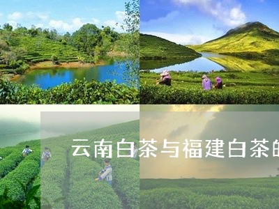 云南白茶与福建白茶的口感/2023040184247