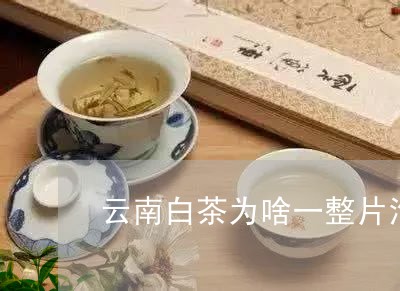 云南白茶为啥一整片泡着喝/2023040194927