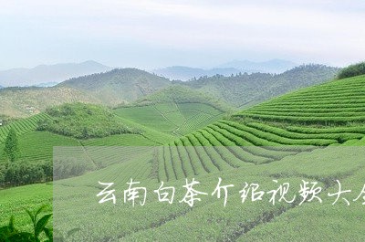 云南白茶介绍视频大全图片/2023040197370