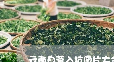 云南白茶入坑图片大全高清/2023040102847