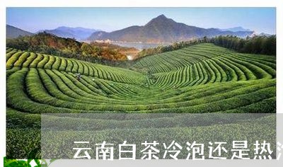 云南白茶冷泡还是热泡好喝/2023040139602