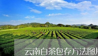 云南白茶包存方法图片视频/2023040186470