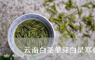 云南白茶单芽白是寒性茶吗/2023040194738