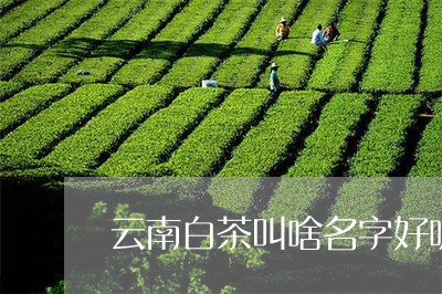 云南白茶叫啥名字好听一点/2023040119402