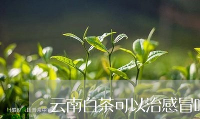 云南白茶可以治感冒吗请问/2023040169692