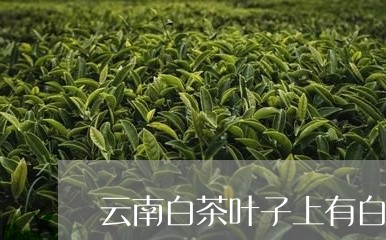 云南白茶叶子上有白色的霉/2023040152728