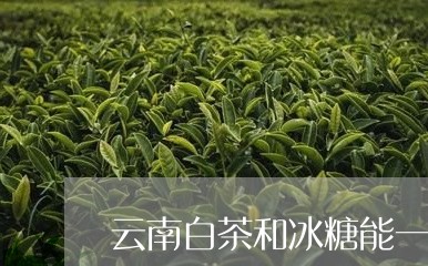 云南白茶和冰糖能一起喝吗/2023040149783