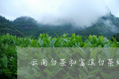 云南白茶和富滇白茶的区别/2023040132795