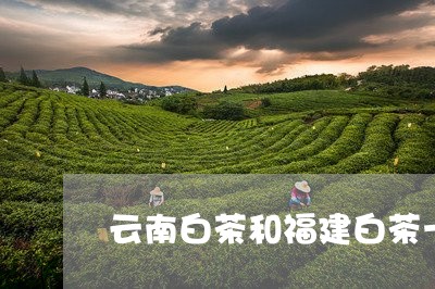 云南白茶和福建白茶一样吗/2023040184805