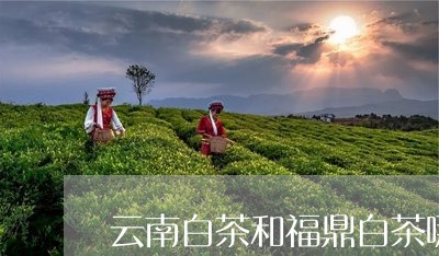 云南白茶和福鼎白茶哪个甜/2023040158052