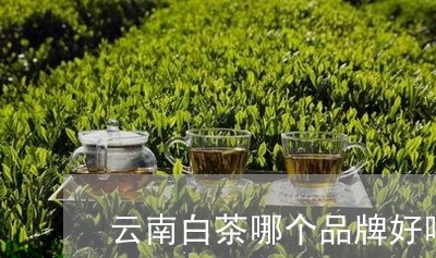 云南白茶哪个品牌好喝一点/2023040134026