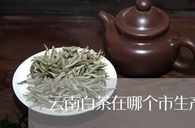 云南白茶在哪个市生产最好/2023040157351