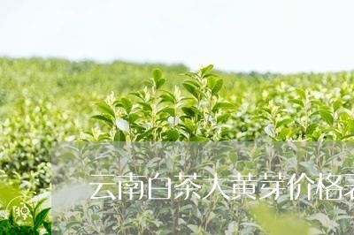 云南白茶大黄芽价格表图片/2023040186159