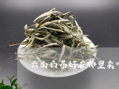 云南白茶好在哪里卖呀图片/2023040171613