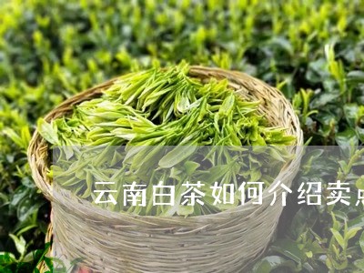 云南白茶如何介绍卖点特点/2023040183036