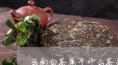 云南白茶属于什么茶系系列/2023040112515