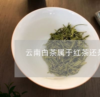 云南白茶属于红茶还是绿茶/2023040168637