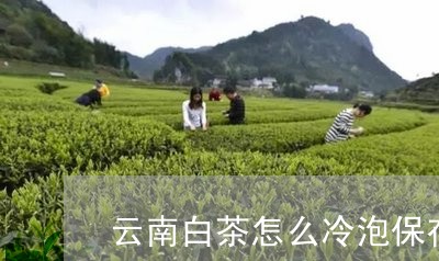 云南白茶怎么冷泡保存方法/2023040147471