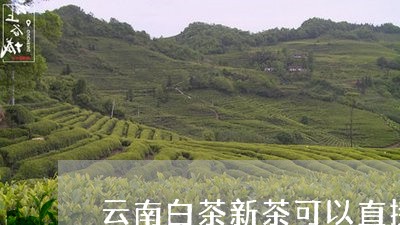 云南白茶新茶可以直接喝吗/2023033160716