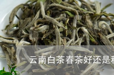 云南白茶春茶好还是秋茶好/2023033171925