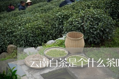 云南白茶是个什么茶叶品牌/2023033135057