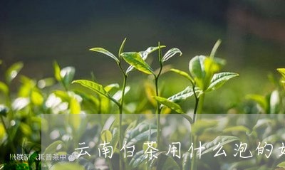 云南白茶用什么泡的好一些/2023040104928