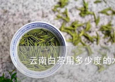 云南白茶用多少度的水冲泡/2023040179571