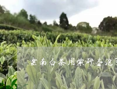 云南白茶用紫砂壶泡可以吗/2023040103038