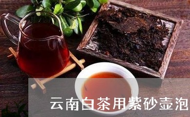 云南白茶用紫砂壶泡茶好吗/2023040166137