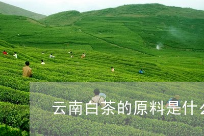 云南白茶的原料是什么茶叶/2023040113350