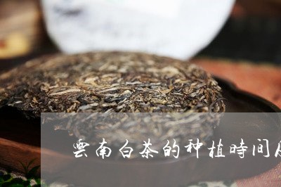 云南白茶的种植时间及方法/2023040113148