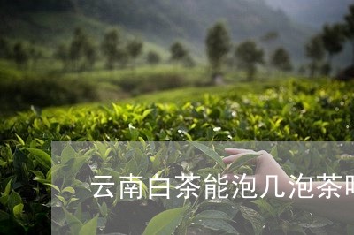 云南白茶能泡几泡茶吗一杯/2023040134926