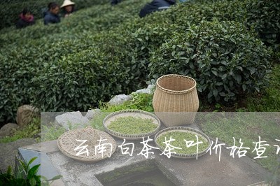 云南白茶茶叶价格查询图片/2023040119369