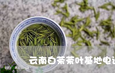 云南白茶茶叶基地电话号码/2023040124348