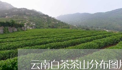 云南白茶茶山分布图片高清/2023040108593