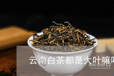 云南白茶都是大叶嘛吗/2023033134927