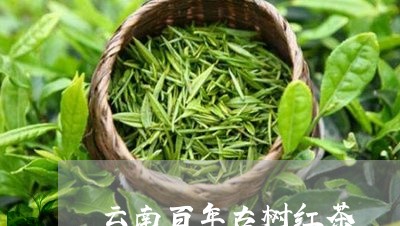 云南百年古树红茶/2023032525179