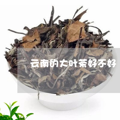 云南的大叶茶好不好/2023032153625