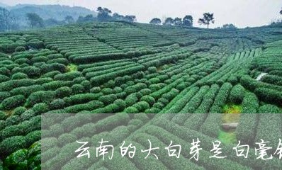 云南的大白芽是白毫银针吗/2023040154735